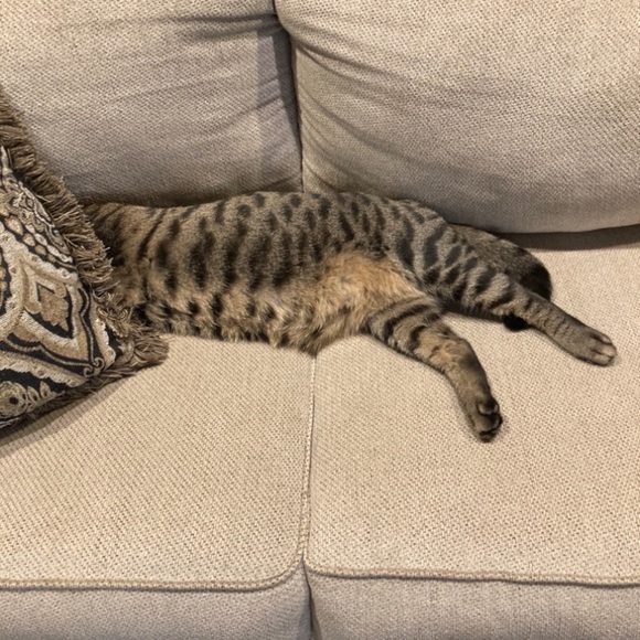 Funny Cat Photos! - Picture 2 of 15